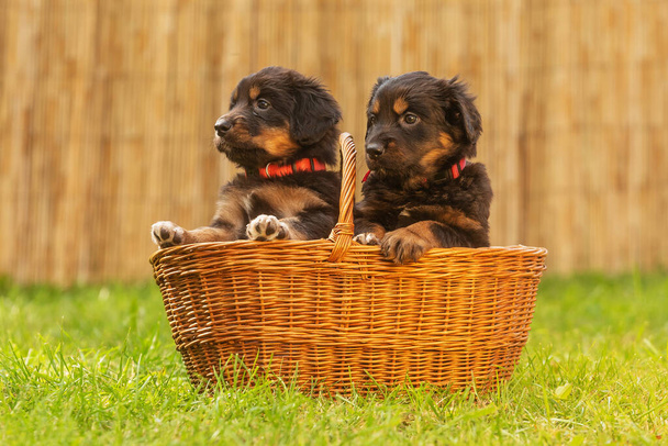 černá a zlatá Hovie, pes hovawart dvě roztomilá štěňátka v košíku - Fotografie, Obrázek