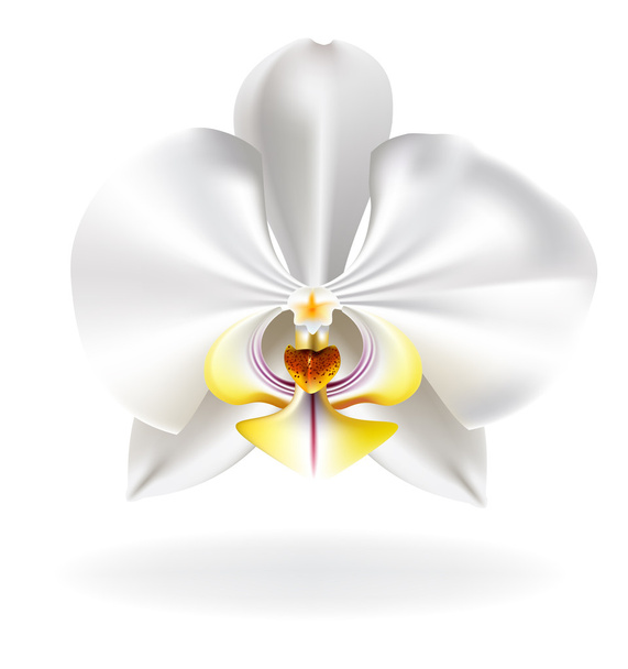 Orquídea branca
 - Vetor, Imagem
