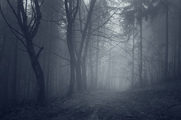 Caminho escuro através de uma floresta assustadora com nevoeiro
 - Foto, Imagem