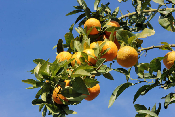 新鮮で有機的なおいしいビタミンオレンジ - 写真・画像