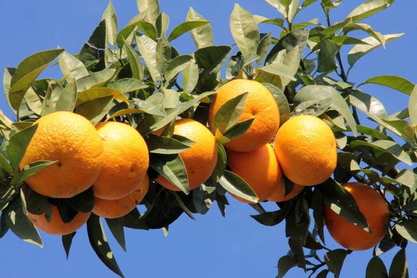 fresca y orgánica deliciosa, naranja vitamina - Foto, Imagen