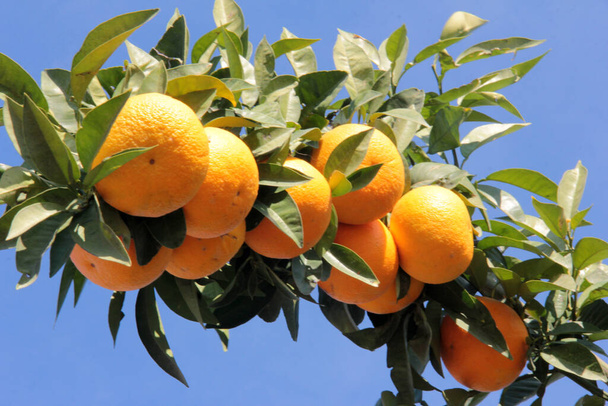 friss és organikus ízletes, narancssárga vitamin - Fotó, kép
