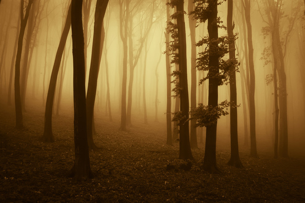 Foresta raccapricciante con alberi di nebbia al tramonto
 - Foto, immagini