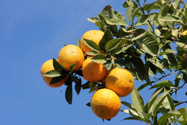 свежий и органический апельсин - Фото, изображение