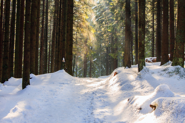 зимний лес, Русинова Поляна, Высокие Татры, Польша
 - Фото, изображение