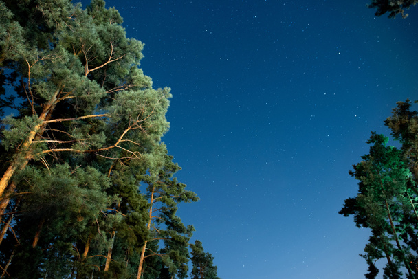 Matala kulma näkymä puiden ja tähtien taivaalla yöllä  - Valokuva, kuva