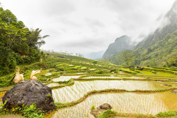 Un paysage idyllique de rizières en terrasses, réserve naturelle de Pu Luong, Thanh Hoa, Vietnam. - Photo, image
