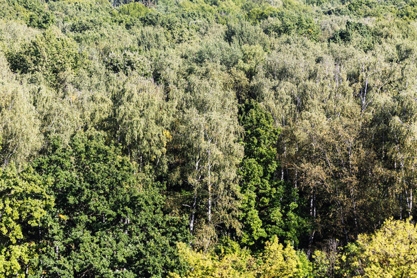 above view of green dense forest on sunny September day - Photo, Image