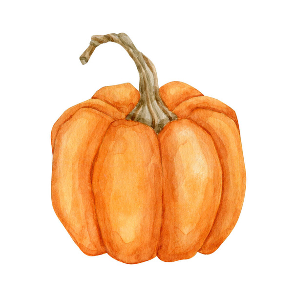 Watercolor orange pumpkin vegetable - Photo, Image