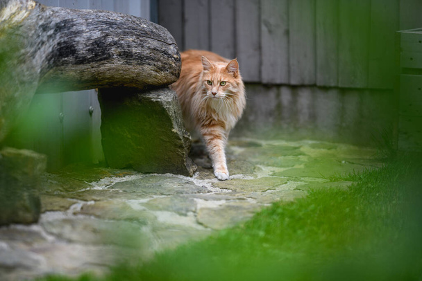 Ginger Maine Coon. Un gato hembra Maine Coon afuera en el jardín mirando algo a lo lejos. - Foto, Imagen