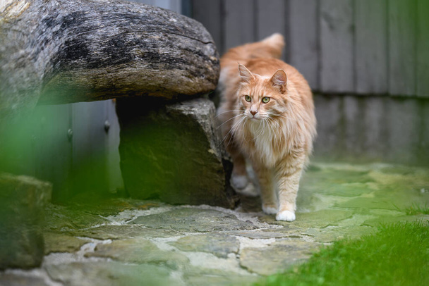 Inkivääri-Maine Pesukarhu. Maine Pesukarhu naaras kissa ulkona puutarhassa katsot jotain etäisyydellä. - Valokuva, kuva