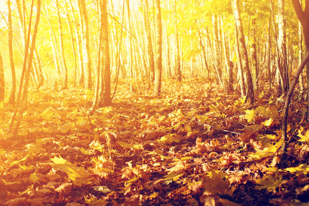 Autumn forest bright landscape with fallen leaves. Tree trunks and autumn leaves in sunlight in the forest, toned. Walk in the forest in autumn - Photo, image