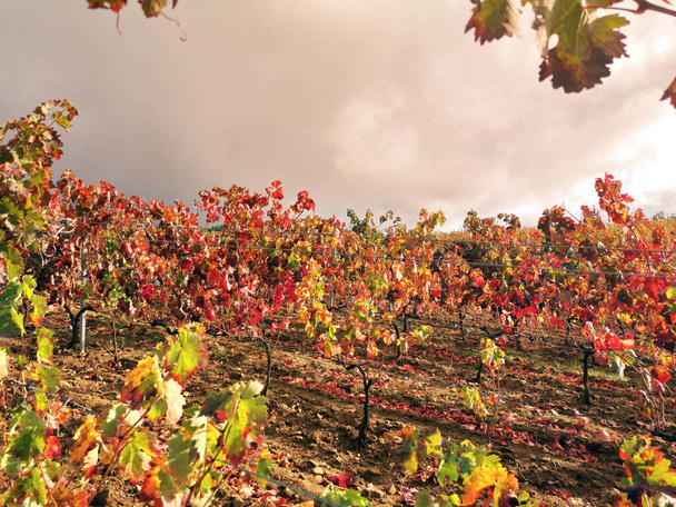 Фотография виноградников осенью, Валь-де-ла-Батуэкас, Саламанка, Испания, - Фото, изображение