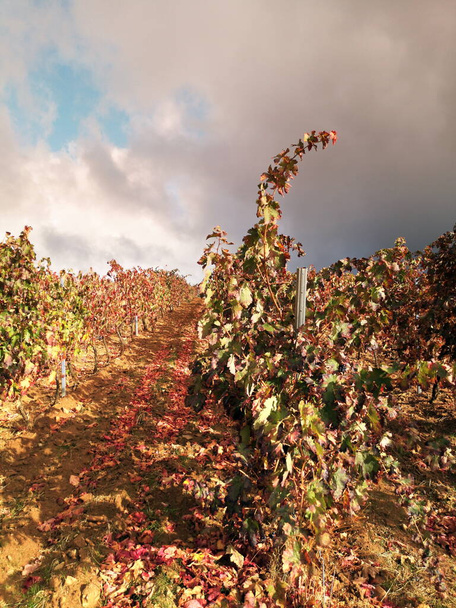Photographie de vignobles en automne, Valle de la Batuecas, Salamanque, Espagne, - Photo, image