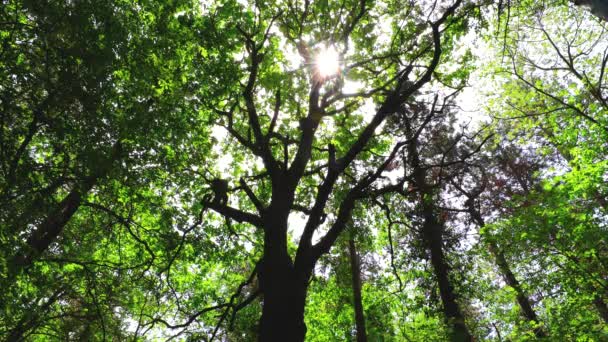 Morning in the forest. Green tree leaves and shining sun.  - Footage, Video