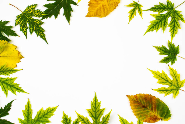 Akçaağaç yeşil yaprakları (Acer Saccharinum) ve beyaz zemin üzerinde izole diğer sarı yapraklar çerçevesi. Kopyalama alanı olan arkaplan - Fotoğraf, Görsel