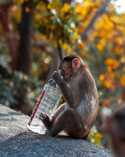 a thirsty baby monkey peeping into the water bottle. shot this image with selective focusing & shallow depth of field. - Photo, Image