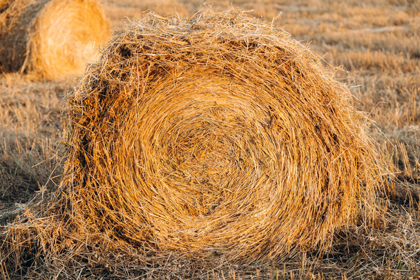 A roll of hay in a mown field in dusk or dawn light. - Photo, Image