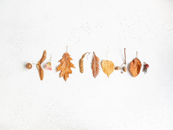 Border of various seeds and leafs of wild trees isolated on a white texture background. Minimal fall botany background. Top view. Copy space - Photo, Image