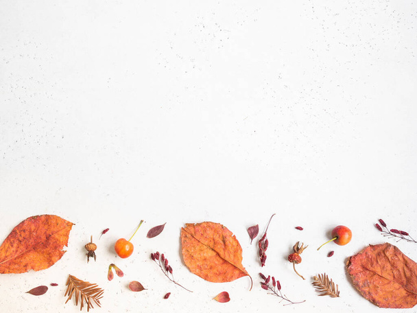 Flat lay of various seeds and leafs of wild trees isolated on a white texture background. Fall botany border. Top view. copy space - Foto, afbeelding