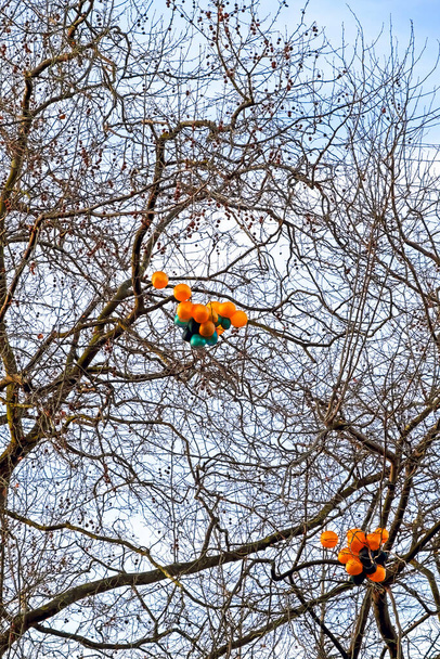 Частично сдутые воздушные шары, застрявшие на вершине дерева - Фото, изображение