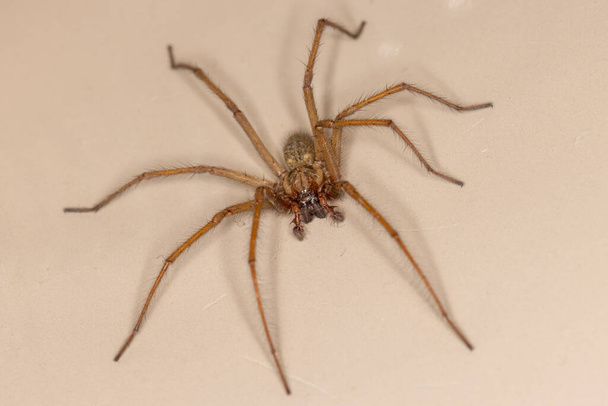 Κοντινό πλάνο της μεγάλης αράχνης με τα πόδια στην μπανιέρα - Φωτογραφία, εικόνα