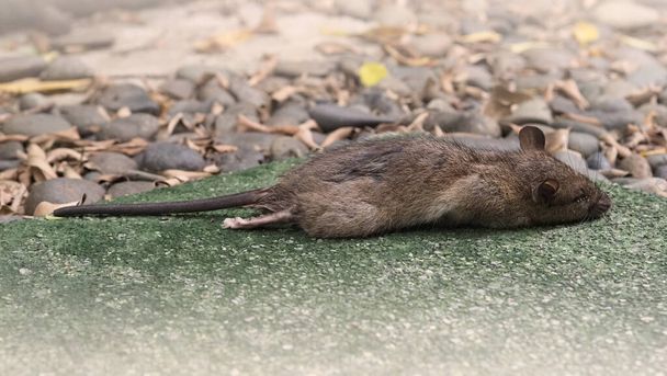 Close-up images of dead rat or mouse which died by rodenticide. the mousy is a small animal that carrier disease, bacteria, germ and pathogen to human in the house. it very unhealthy and unhygienic. - Photo, Image