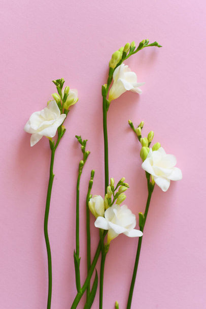 Witte freesia bloemen op pastel roze achtergrond - Foto, afbeelding