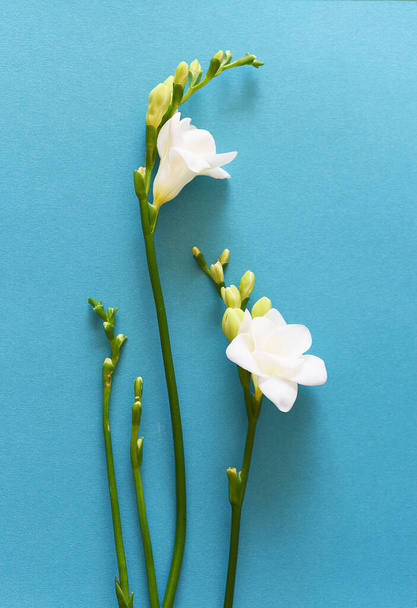 White freesia flowers on blue background - Foto, imagen