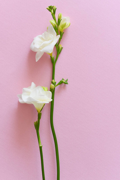 Pastel pembe arka planda beyaz frezya çiçekleri - Fotoğraf, Görsel