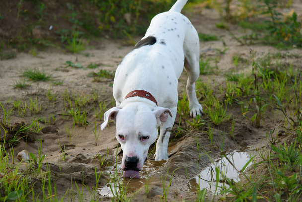Pit bull terrier blanco en la naturaleza. El perro bebe agua de un charco .. - Foto, imagen