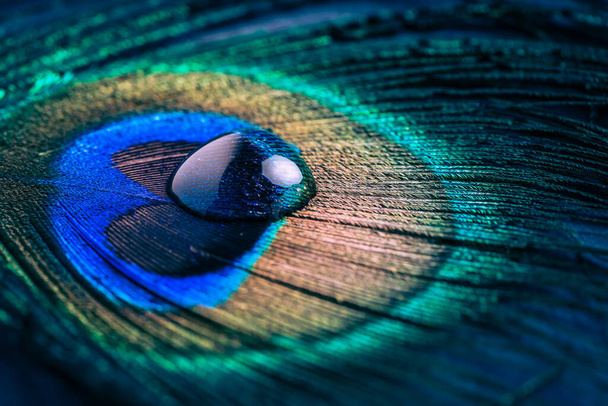 Primer plano de pluma de ojo de pavo real con gotas de agua en colores vivos. Enfoque selectivo. - Foto, imagen