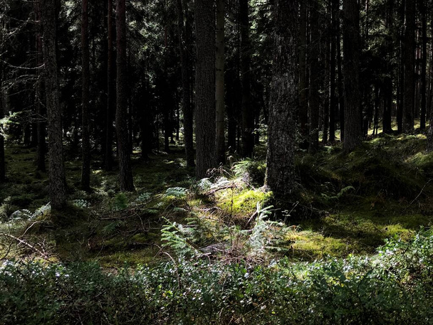 A spot of light falls onto moss in a dark forest in Perthshire in Scotland - Photo, Image