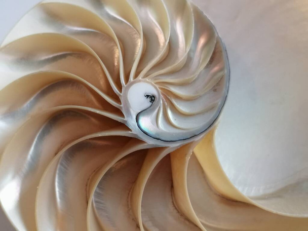 shell nautilus gyöngy Fibonacci szekvencia szimmetria keresztmetszet spirál struktúra arany arány háttér puhatestű (nautilus pompilius) másolja tér fele osztott állomány, fotó, fénykép, kép, kép,  - Fotó, kép
