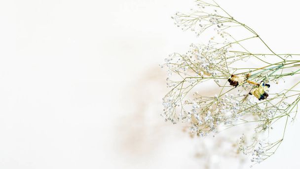 Сухі осінні та зимові квіти та пелюстки на білому тлі. Сезонні рослини для дизайну
.  - Фото, зображення
