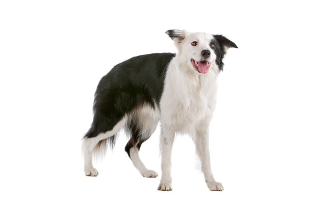 Border collie perro pastor
 - Foto, Imagen