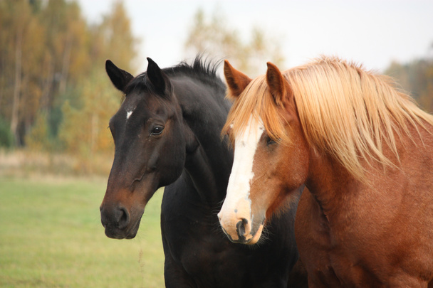 Dos hermosos caballos retrato en otoño
 - Foto, Imagen