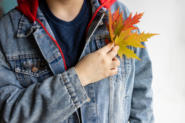 Beautiful multicolored autumn maple leaves in the hands of a woman in a denim jacket. - Foto, imagen