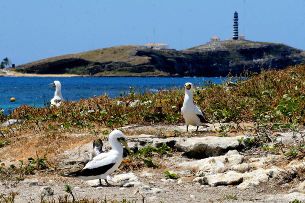 karavely, bahia / brazilské ostrovy - 13. září 2008: passarop je vidět na souostroví Parque Marinho dos Abrolhos v jižní Bahii. - Fotografie, Obrázek