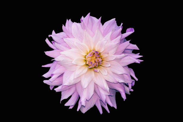 Blooming pink dahlia isolated on black background. Dahlia is a genus of bushy, tuberous, herbaceous perennial plants native to Mexico. - Foto, afbeelding