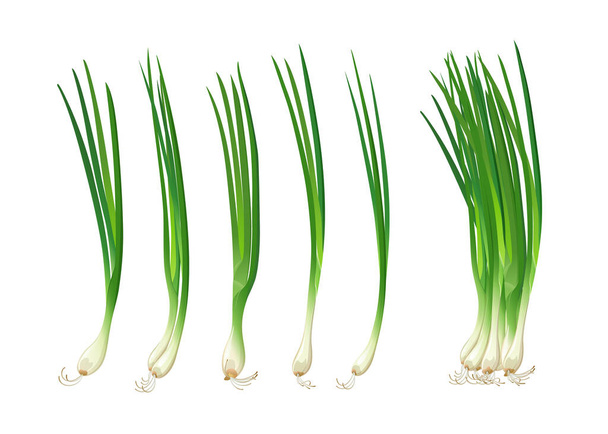 Άνοιξη κρεμμύδια ρεαλιστικά φρέσκα, απομονώνονται σε λευκό φόντο, Eps 10 διανυσματική απεικόνιση - Διάνυσμα, εικόνα
