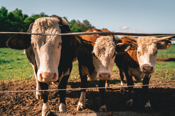 Tři krávy stojí za plotem na hřišti - Fotografie, Obrázek