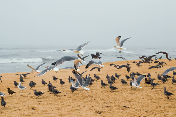Песчаный пляж и стадо птиц, Центральное побережье Калифорнии - Фото, изображение