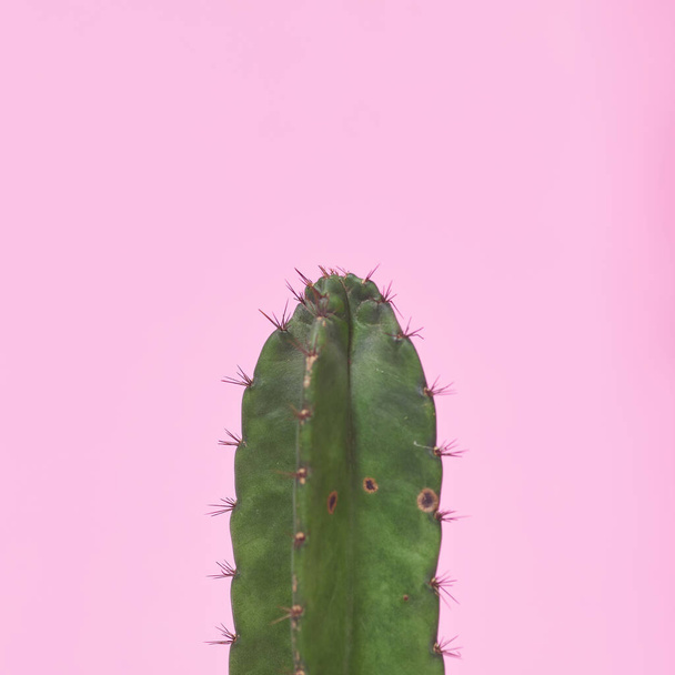 Крупним планом зелений кактус на пастельному рожевому фоні
 - Фото, зображення