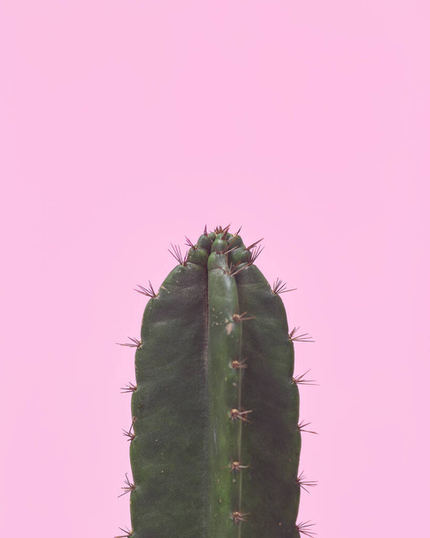 Closeup green Cactus on pastel pink background - Foto, Imagem