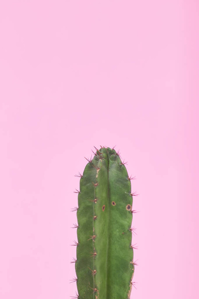 Gros plan vert cactus sur fond rose pastel - Photo, image