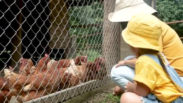 Família asiática alimentando galinhas dentro da fazenda de aves de capoeira tradicional livre. Galinhas bicando alimentos através da cerca de malha. - Filmagem, Vídeo