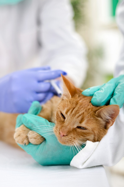 vet calms a little cat and ready for review - Foto, Bild