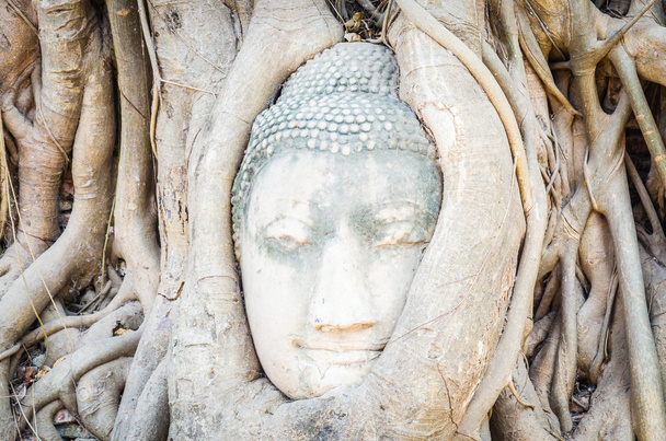 Buddha head statue - Photo, Image