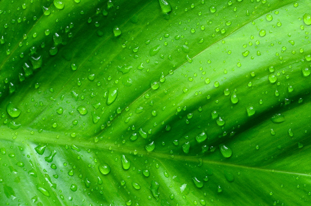 green leaf - Foto, Bild